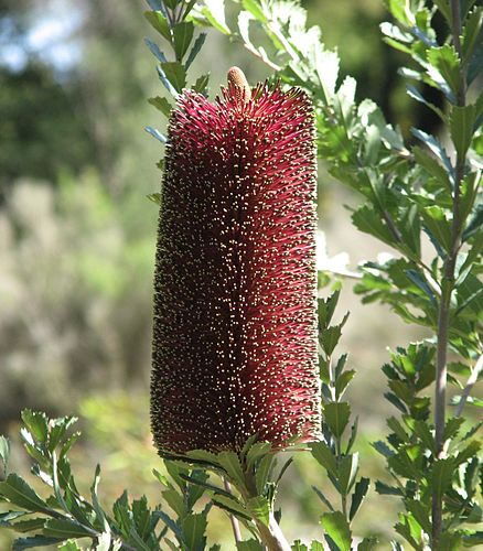 Banksia praemorsa